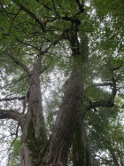 IMG_3460.JPG