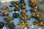 IMG_9510.JPG