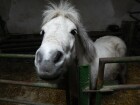 besídka na ponyfarmě 2016 037.JPG