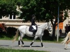 den koní 2017 031.JPG