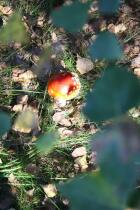 IMG_4165.jpg
