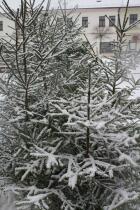 IMG_5522.jpg