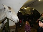 besídka na ponyfarmě 2015 017.JPG