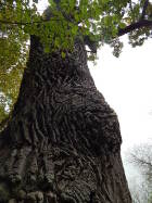 den stromů 012.JPG