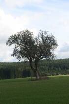 IMG_4980.jpg