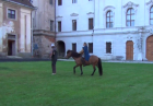 Viking Horse 000012.png