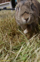 IMG_4042_1.JPG