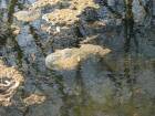 IMG_4961.jpg